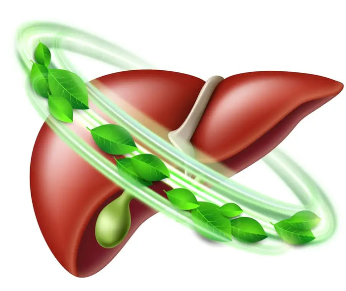 Supports
Liver functions