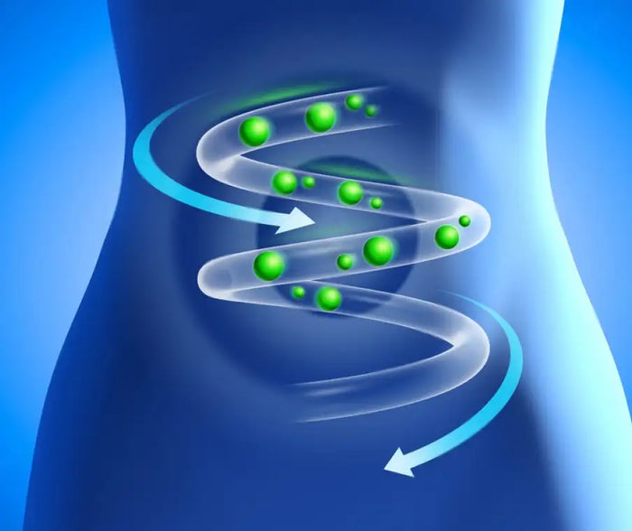 Supports
Gut Health