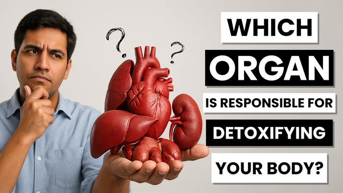 Which organ is responsible for detoxifying your body?