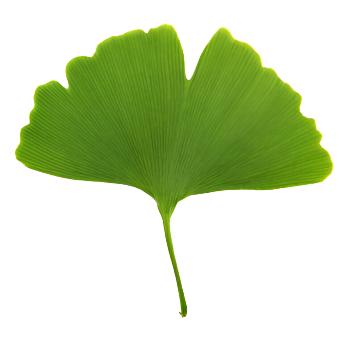 files/Ginkgo.png