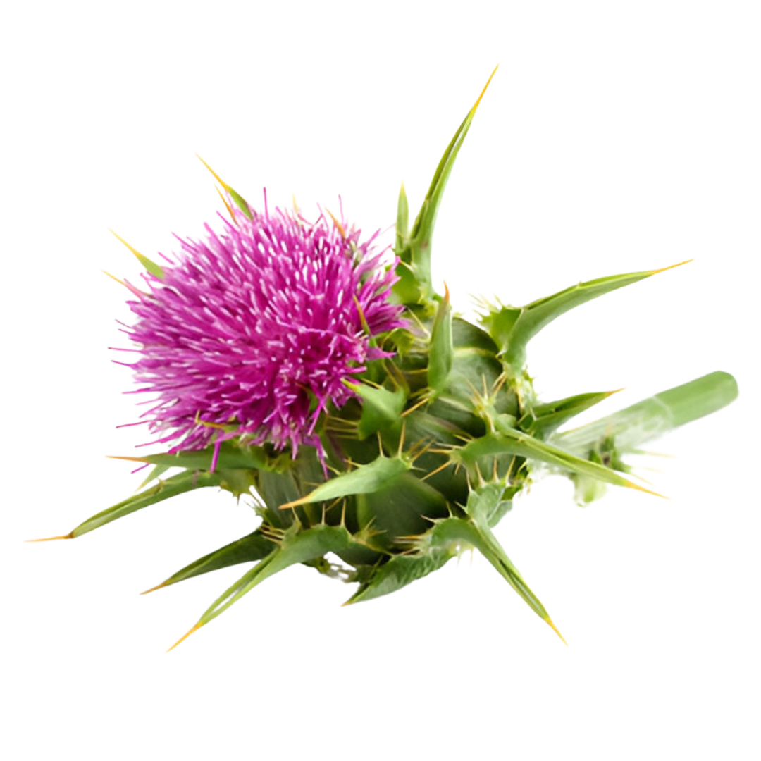 files/Milk_Thistle.png